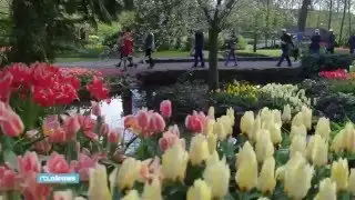 Amazing drone video shows Dutch tulips blooming