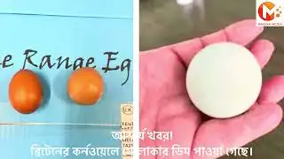 Amazing news! Round eggs have been found in Cornwall, Britain.