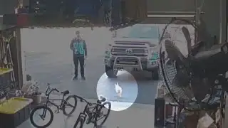 Amazon driver faces off against chicken trying to escape garage