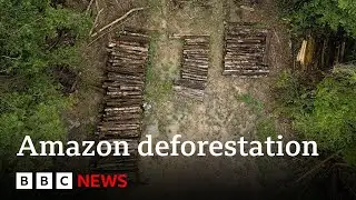 Amazon forest felled to build road for climate summit | BBC News