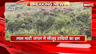 Ambikapur Elephant Attack News: लाल माटी जंगल में हाथियों का दल मौत। हाथी के कुचलने से युवक की मौत