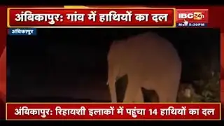 Ambikapur Elephant News: रिहायशी इलाकों में पहुंचा 14हाथियों का दल, School को पहुंचाया नुकसान |देखिए
