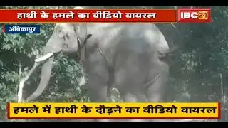 Ambikapur Elephant News: हाथियों ने Rescue Team पर किया हमला | Fencing होने के कारण बची रेस्क्यू टीम
