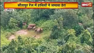 Ambikapur Elephant News: 17हाथियों के दल ने मचाया उत्पात। 10एकड़ से ज्यादा धान की फसल को किया बर्बाद