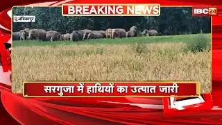 Ambikapur Elephant News: जिले में हाथियों का उत्पात जारी।ग्रामीणों पर हमला कर फसलों को कर रहे बर्बाद