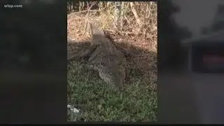American crocodile spotted in yard