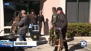 Amid cold snap, state opens iguana collection site