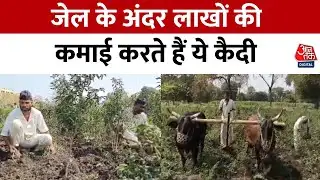 Amravati News: अमरावती सेंट्रल जेल में कैदियों को मिला रोजगार, पिछले 10 महीने में लाखों रुपए की खेती