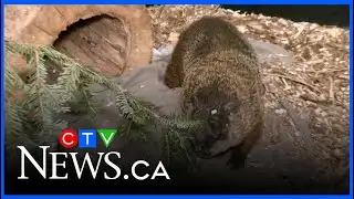 An early spring prediction, says groundhog Diggie Smalls