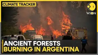 Ancient Forests Burning: Wildfires Tear Through Argentina