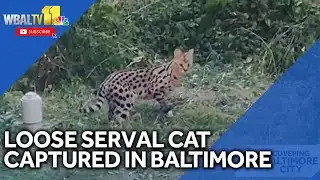 Animal Control captures loose wildcat in Baltimore