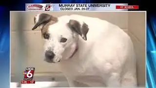 Animal control, humane society share pet safety tips for winter storms