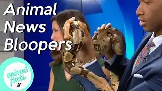Animal News Bloopers • Funny Animals On TV • Try Not to Laugh