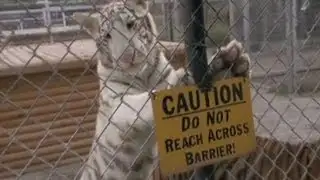 Animal Sanctuary Worker Mauled by Tiger