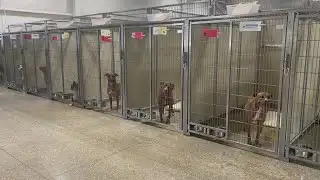 Animal Shelters ask for Emergency Fosters