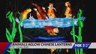 Animals Aglow returns to Saint Louis Zoo this spring