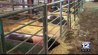 Animals return to the Jackson County Fair