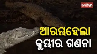 Annual Crocodile Census Begins At Similipal From Today || KalingaTV