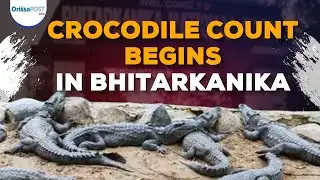 Annual Crocodile Census Underway