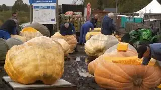 Annual pumpkin race held in Belgium
