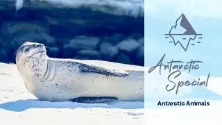 Antarctic Animals - Behind the News