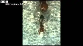 Ants may hold key to improving search and rescue techniques