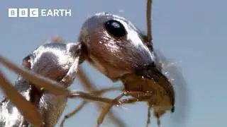 Ants Tolerate Heat That Could Kill Land Animals | Narrated by David Attenborough | BBC Earth