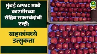 मुंबई APMC मध्ये काश्मीरच्या सेंद्रिय सफरचंदांची एन्ट्री; ग्राहकांमध्ये उत्सुकता-Apmc News