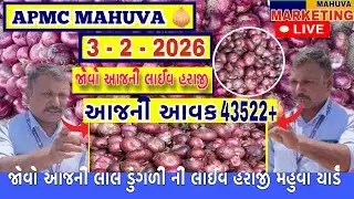 જોવો આજની લાલ ડુંગળી ની લાઈવ હરાજી || APMC MAHUVA || આજની આવક 43522+ થેલા આખી ||