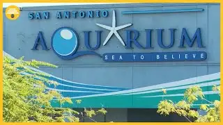 Aquarium responds after octopus hurts 6-year-old boy