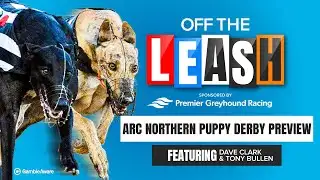 Arc Northern Puppy Derby Preview | Off The Leash | Greyhound Tips | Racing Post