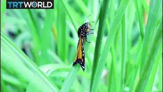 Are insects facing extinction?