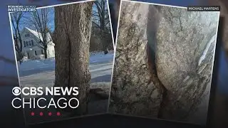 Are trees exploding due to cold? Or is there a different weather phenomenon happening?