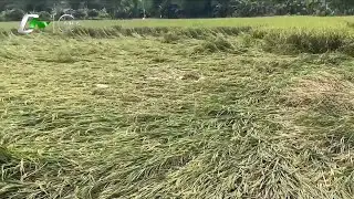 AREAL PADI PUSO AKIBAT BANJIR MELUAS