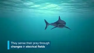 Argonne News Brief: Scientists Develop “Shark Sense”