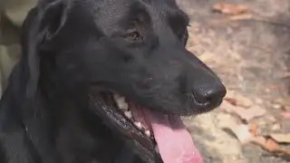 Arkansas Game and Fish K9 named Hunter finds a missing hunter