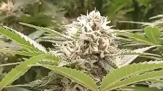 Arkansas medical marijuana group submits 39,000 signatures