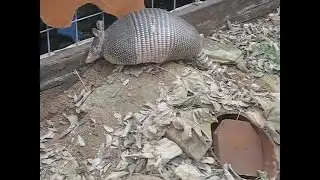 Armadillo Day