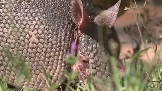 Armadillo Day canceled for Texas
