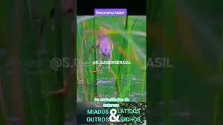 As curiosidades da natureza