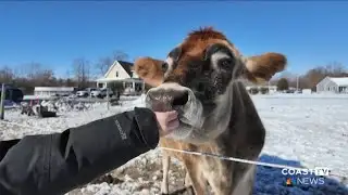 As temperatures drop, farmers work to keep animals warm and safe