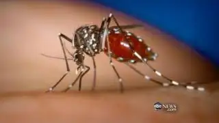 Asian Tiger Mosquito Invades California