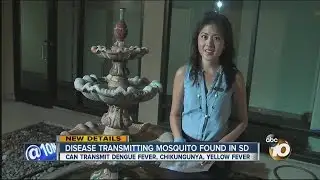 Asian Tiger Mosquitos found in San Diego