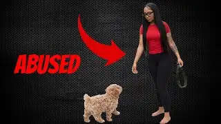 Aspen Kartier Arrested After Beating Her Dog On Twitch