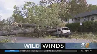 At Least 2 Hurt By Falling Trees In New Jersey