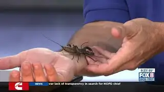 Audubon Nature Institute Update / Vinegarroon