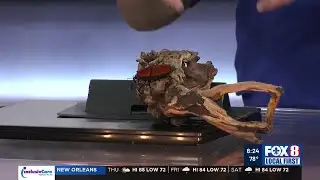 Audubon Update /Cool Zoo and Endangered Species Day