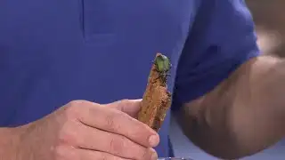 Audubon Update - Holiday Events