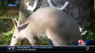 Audubon Zoo Prediction