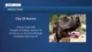 Aurora considering whether to end breed ban